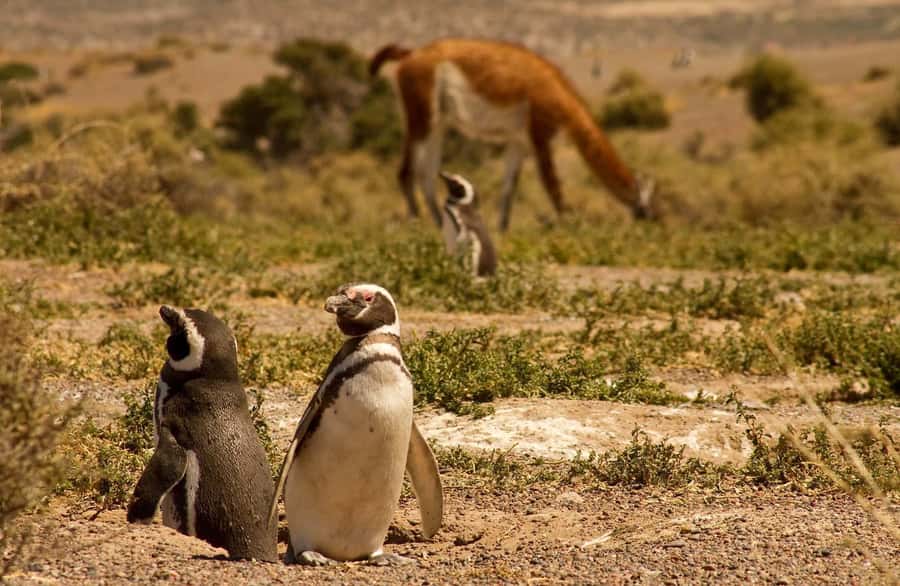 Punta Tombo Penguin Tour & Optional Tonina Watching - What to bring and what to plan for