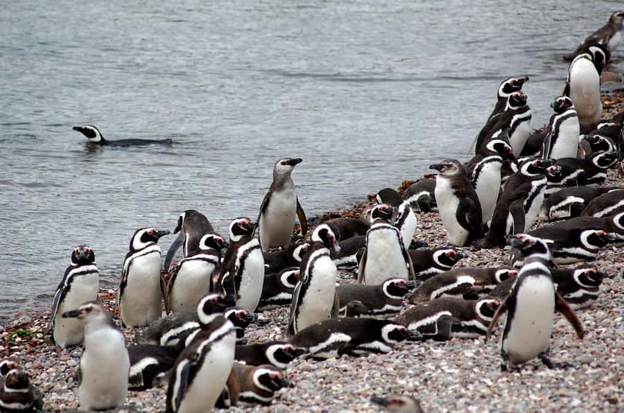 Punta Tombo Penguin Tour & Optional Tonina Watching - The 7:30 am pickup from Puerto Madryn