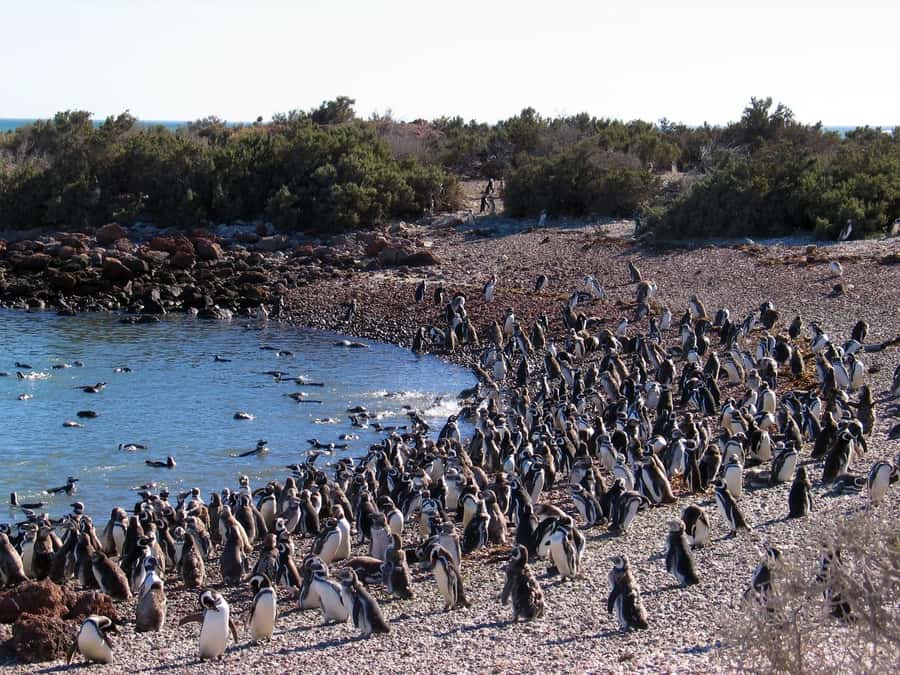 Punta Tombo Shore Excursion for Cruise Passengers + City - Key points to know before booking