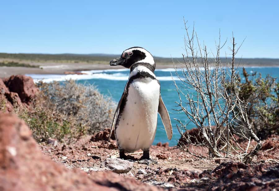Punta Tombo Shore Excursion for Cruise Passengers + City - What to pack for the penguin walk