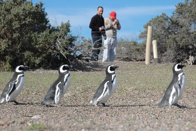 Punta Tombo Shore Excursion w/box Lunch(Shared tour for cruises) - Is $135 a fair price for a cruise excursion?