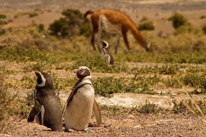 Punta Tombo Shore Excursion w/box Lunch(Shared tour for cruises) - Port timing, pickup details, and the return