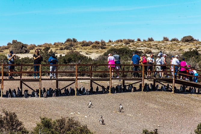 Punta Tombo Shore Excursion w/box Lunch(Shared tour for cruises) - Who will enjoy this outing most