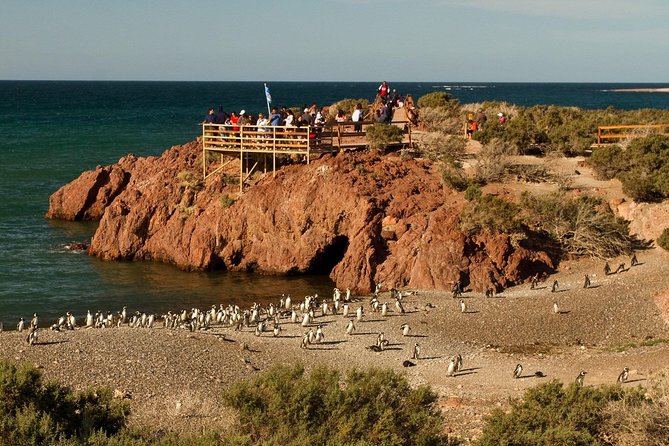 Punta Tombo Shore Excursion w/box Lunch(Shared tour for cruises) - Should you book the Punta Tombo shore excursion?