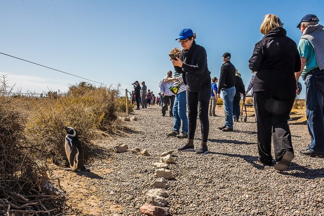 Punta Tombo Shore Excursion w/box Lunch(Shared tour for cruises) - A two-hour visit with room to explore