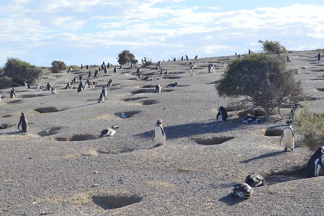 Punta Tombo Tour, the Penguin Experience - Why Punta Tombo is worth the long ride