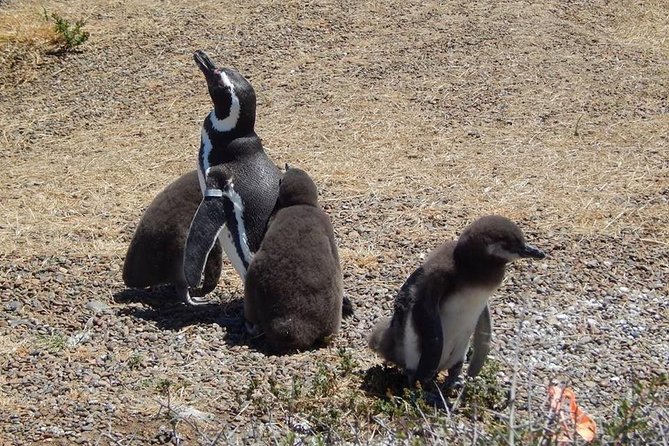 Punta Tombo Tour, the Penguin Experience - The 190-kilometer journey from Puerto Madryn