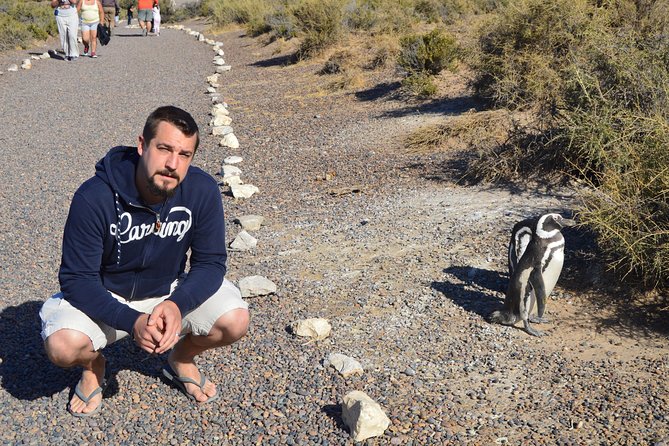 Punta Tombo Tour, the Penguin Experience - When to schedule your penguin day