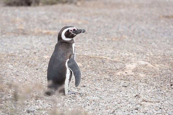 Punta Tombo Tour, the Penguin Experience - Walking among Magellanic penguins