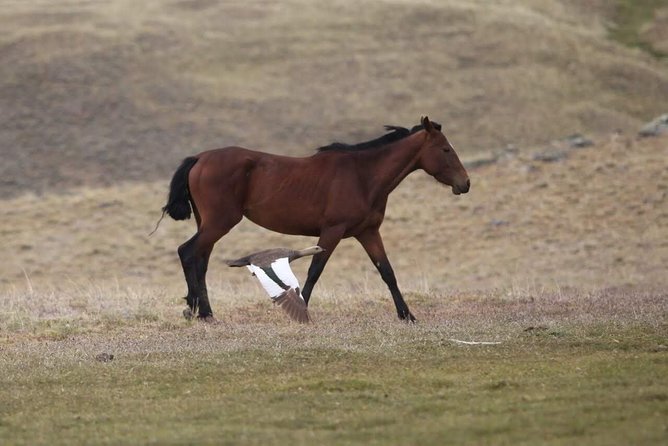 Safari Experience - Wildlife & Steppe - The human story of Estancia 25 de Mayo