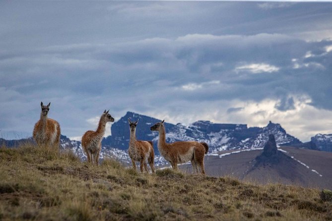 Safari Experience - Wildlife & Steppe - Is $175 a fair price?