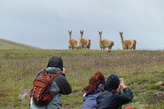 Safari Experience - Wildlife & Steppe - Who should choose this safari?