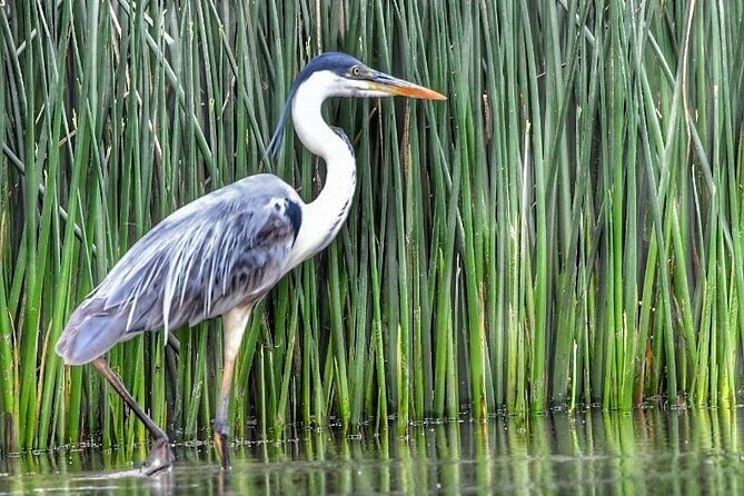 Safari náutico en tigre - Who will enjoy this private Delta outing?