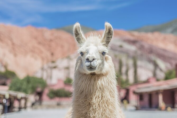 Salinas Grandes and Purmamarca Full Day Tour - Salinas Grandes, salt pools, and wide-open views