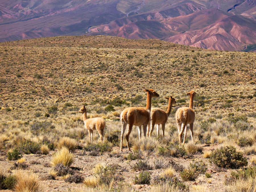 Salta: Quebrada de Humahuaca and Purmamarca Day Trip - Key points to know before booking