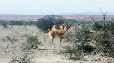 San Juan: Ischigualasto National Park – Moon Valley