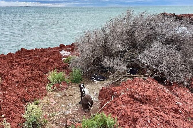 Shore Excursion Punta Tombo cruise passengers Puerto Madryn - Is $125 a fair price?