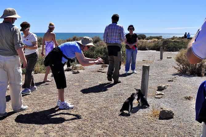 Shore Excursion Punta Tombo cruise passengers Puerto Madryn - The two-hour ride from Puerto Madryn