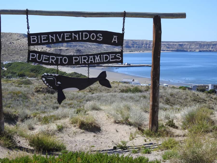 Shore Tours Peninsula Valdes Puerto Madryn Cruise Passengers - Why Peninsula Valdés is worth a full shore day