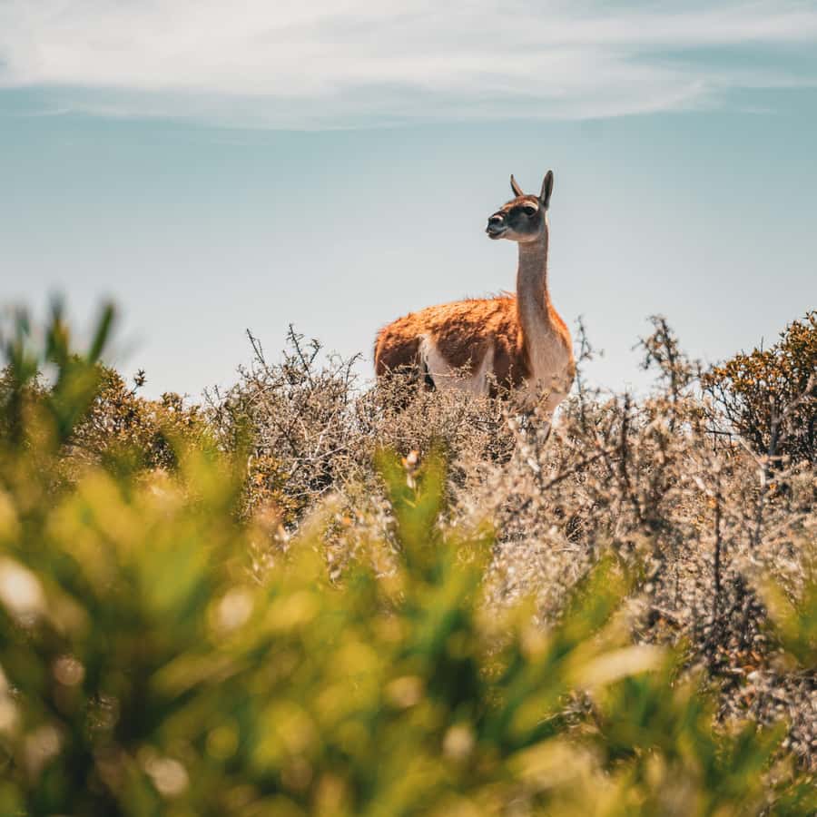 Shore Tours Peninsula Valdes Puerto Madryn Cruise Passengers - Lunch, vehicle comfort, and the real pace of the day