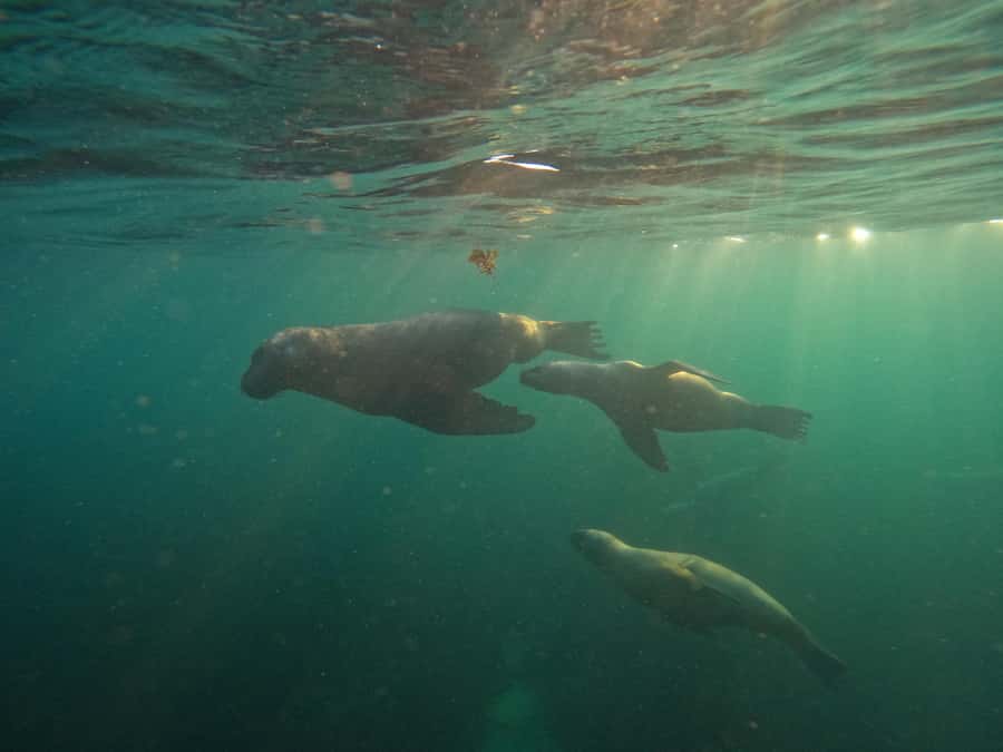 Snorkeling with Sea Lions - Meeting the Sea Lions at Punta Loma