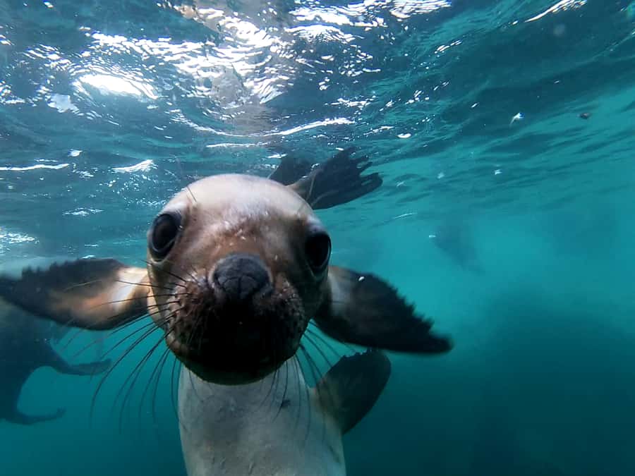 Snorkeling with Sea Lions - From the Puerto Madryn Beach to Open Water