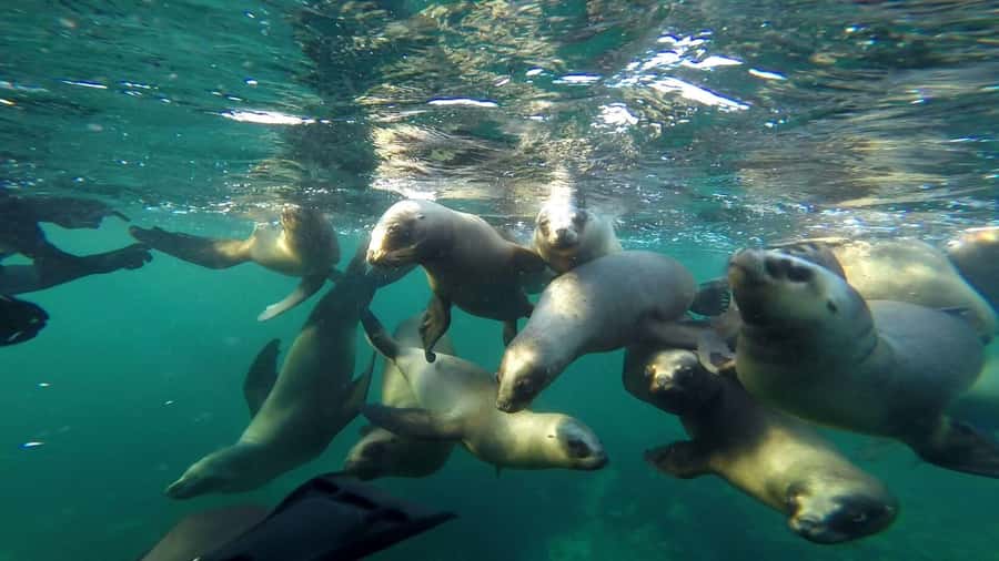 Snorkeling with Sea Lions - A Hands-Off Wildlife Encounter