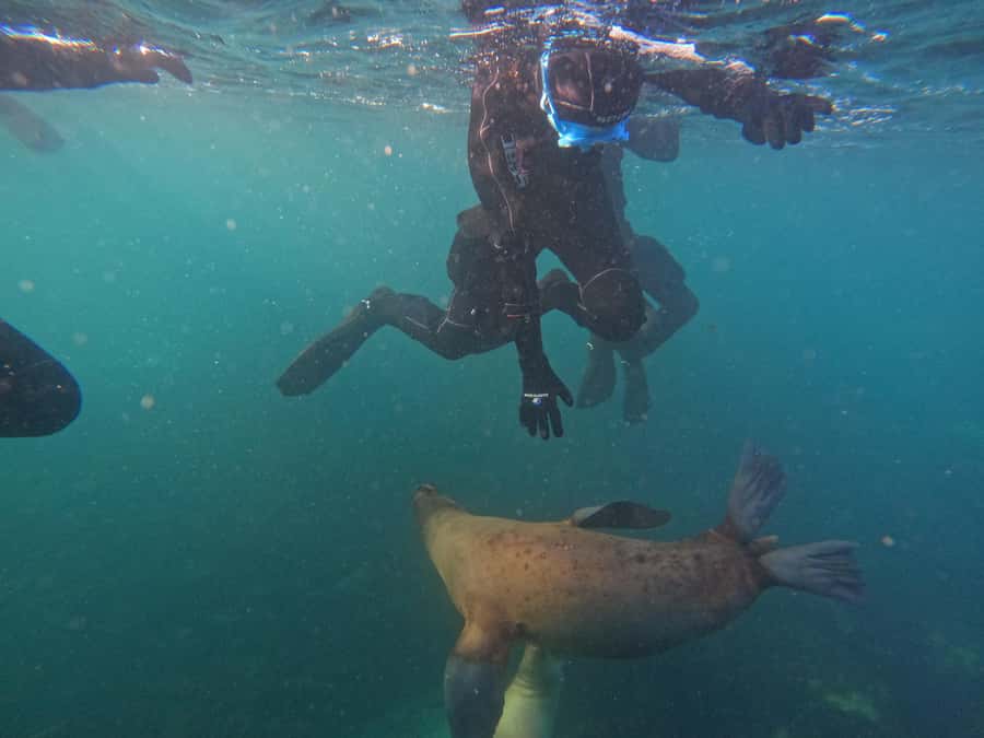 Snorkeling with Sea Lions - How Much Value You Get for $153