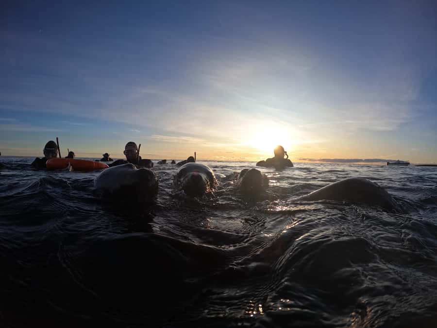 Snorkeling with Sea Lions - Who Should Book This Excursion