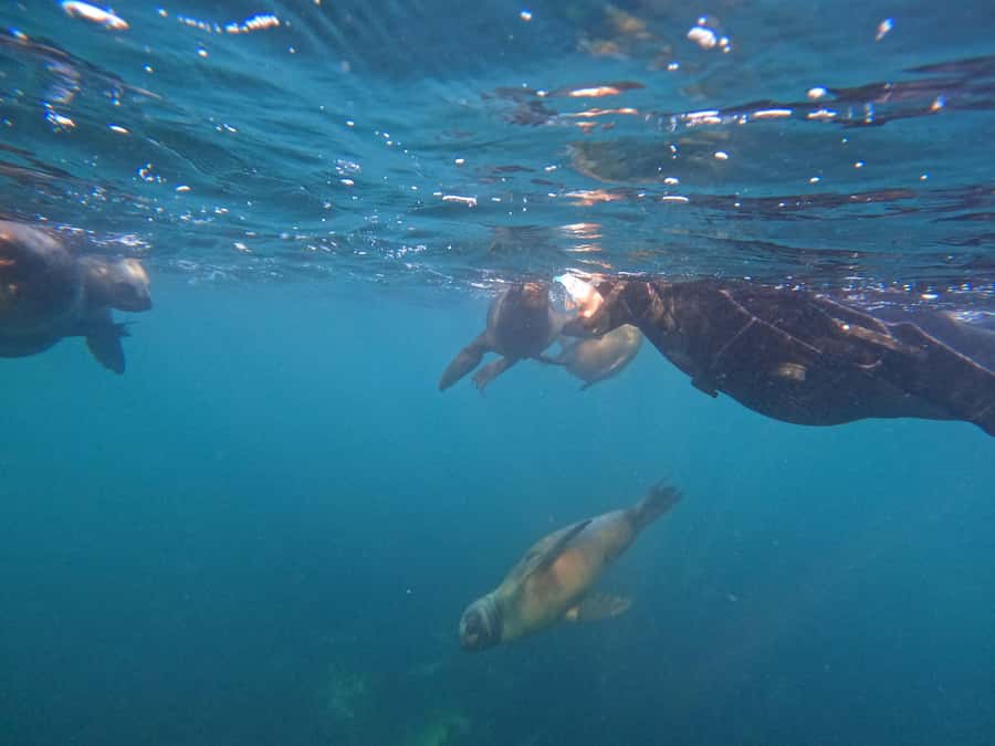 Snorkeling with Sea Lions - Practical Details Before You Go