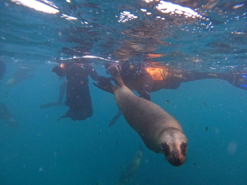 Snorkeling with Sea Lions - Should You Book the Sea Lion Snorkel?