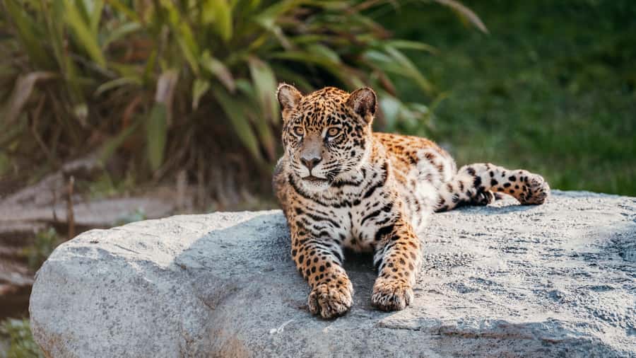 Temaiken Biopark Entry Tickets - What Makes Temaiken Different From a Standard Zoo