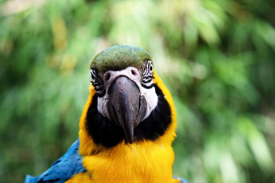 Temaiken Biopark Entry Tickets - Start With Buenos Aires Native Species