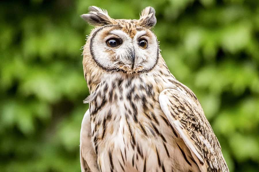 Temaiken Biopark Entry Tickets - Africa Brings Flamingos, Meerkats, and Lemurs