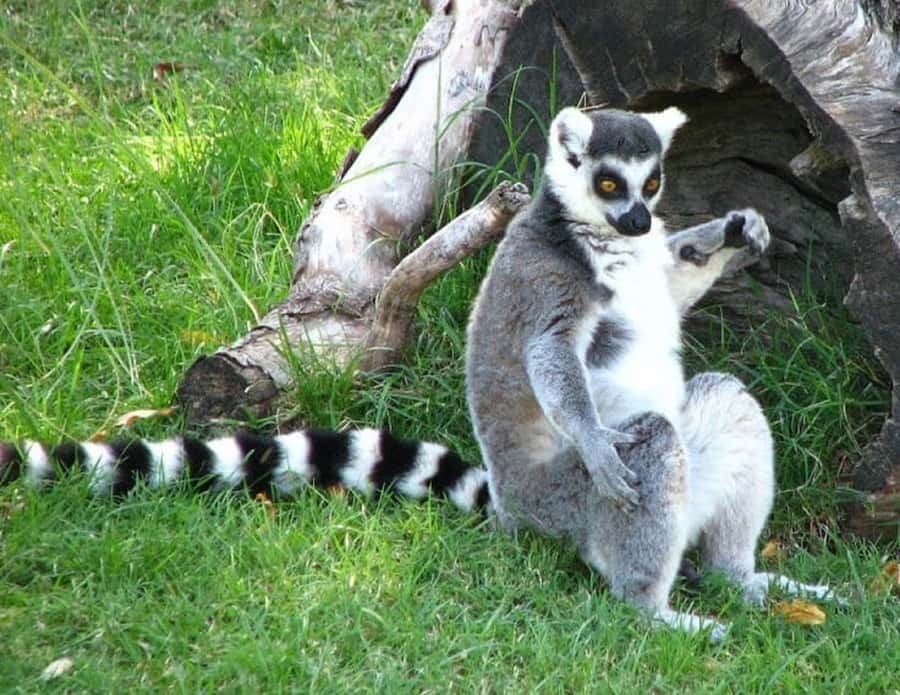 Temaiken Biopark Entry Tickets - The Asian Zone Adds Tigers and Bats