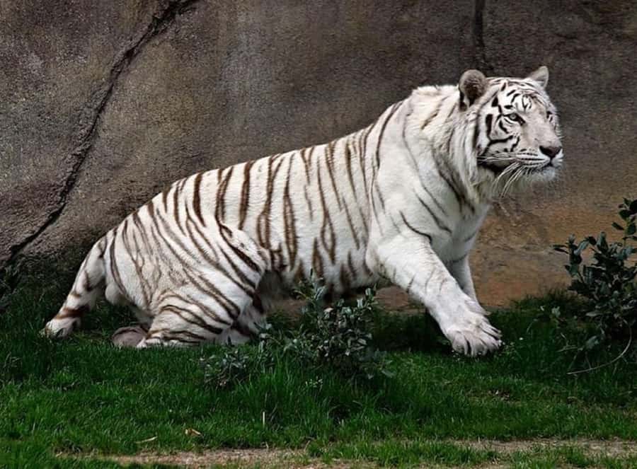Temaiken Biopark Entry Tickets - Is $33 Good Value for Eight Hours?