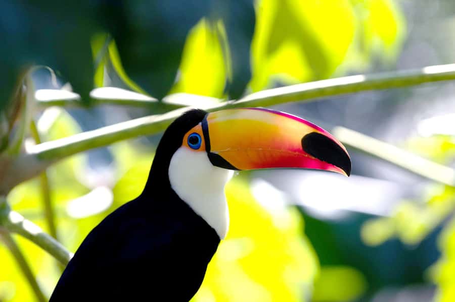 Temaiken Biopark Entry Tickets - Ticket Details You Should Not Miss