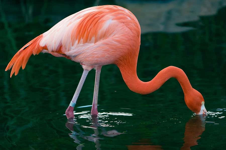 Temaiken Biopark Entry Tickets - Birds From Five Continents