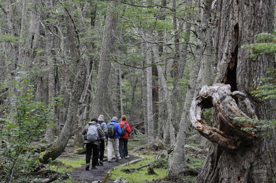 Tierra del Fuego National Park: Small Group Tour with Lunch - Lake Acigami, Laguna Verde, and Rio Ovando