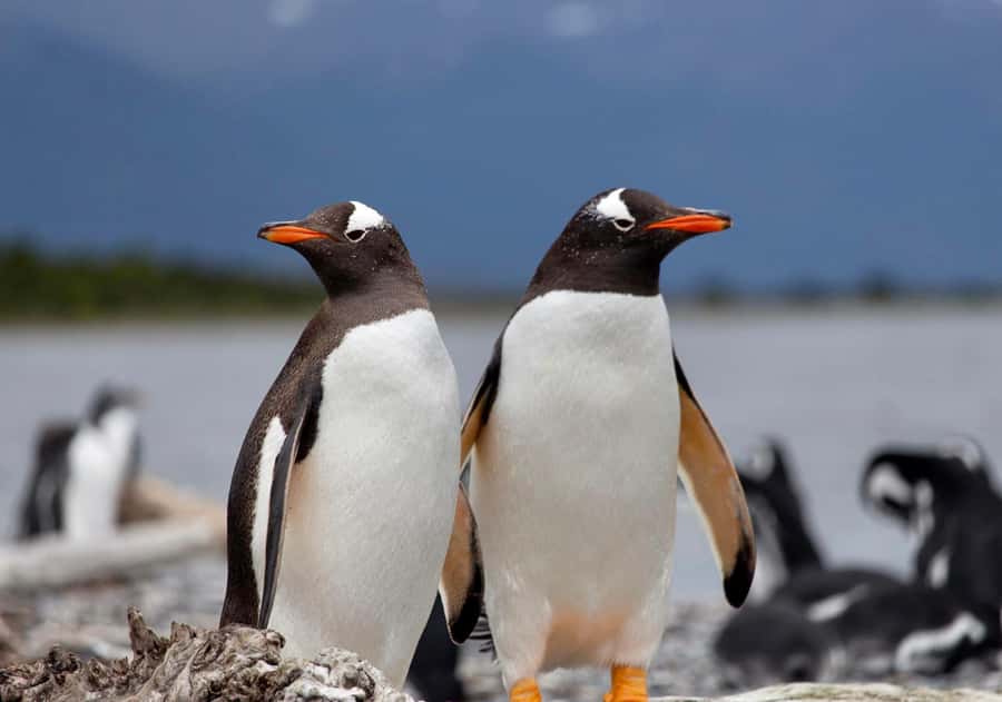 USHUAIA: ALMANZA, THE SPIDER CRAB ROUTE & PENGUIN SIGHTING - Key points to know before booking