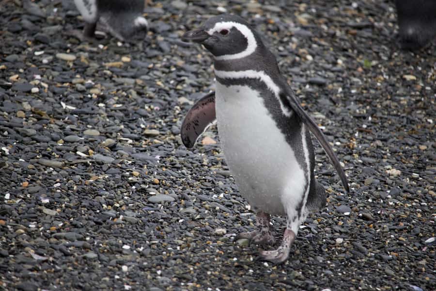 USHUAIA: ALMANZA, THE SPIDER CRAB ROUTE & PENGUIN SIGHTING - What the penguin encounter is really like