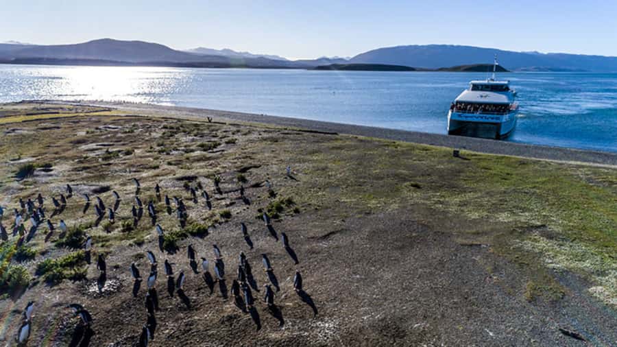 Ushuaia: Beagle Channel and Penguin Island - The long run to Martillo Island