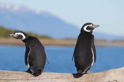 Beagle Channel and Penguin Island