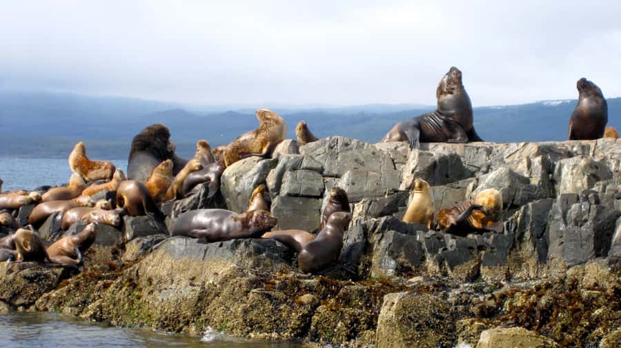 Ushuaia: Beagle Channel Boat Tour and Penguin Experience - Key points before you book