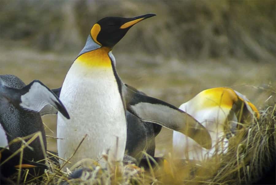 Ushuaia: Beagle Channel Boat Tour and Penguin Experience - Why Martillo Island is the main event