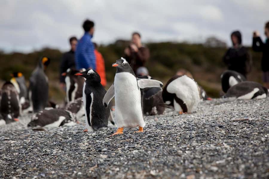 Ushuaia: Beagle Channel Boat Tour and Penguin Experience - Cruising the Beagle Channel