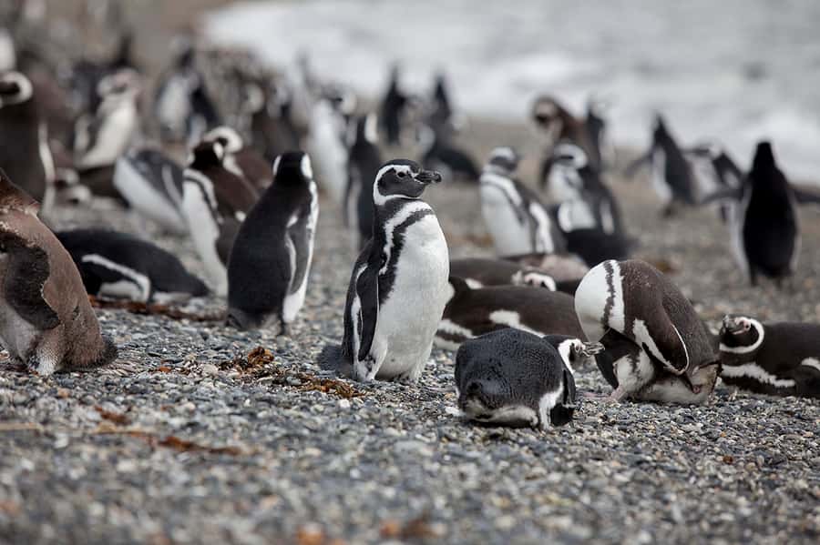 Ushuaia: Beagle Channel Boat Tour and Penguin Experience - Les Éclaireurs Lighthouse and Bridges Islands