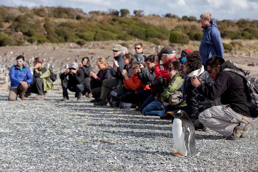 Ushuaia: Beagle Channel Boat Tour and Penguin Experience - Is $449 a fair price?