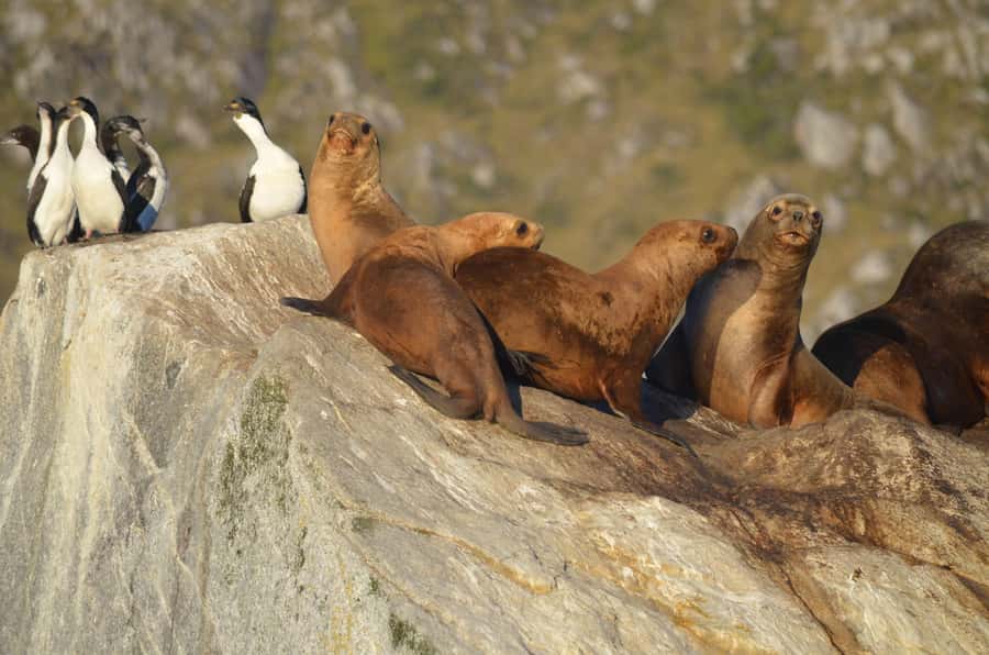Ushuaia: Beagle Channel Catamaran Tour - Sailing through the Beagle Channel