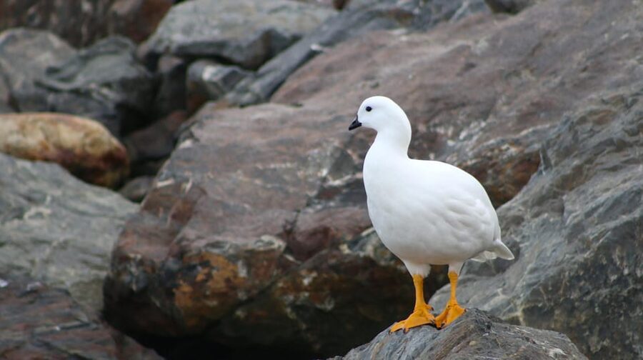 Ushuaia: Beagle Channel Catamaran Tour - Is $78 a fair price?
